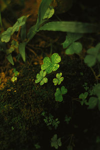 High angle view of plant growing on field