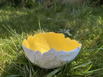 Close-up of yellow flower growing on field