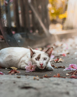 Portrait of cat relaxing outdoors