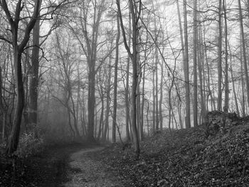 Bare trees in forest