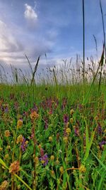 Scenic view of flowering plants on field against sky