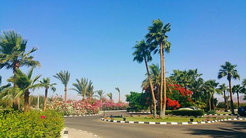 View of palm trees against blue sky