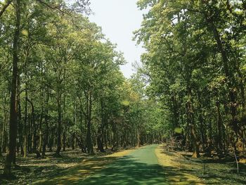 Trees in forest against sky