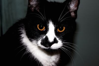 Close-up portrait of cat at home