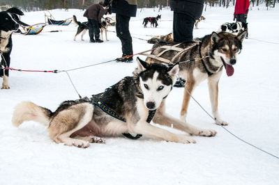 Dogs on snow in winter