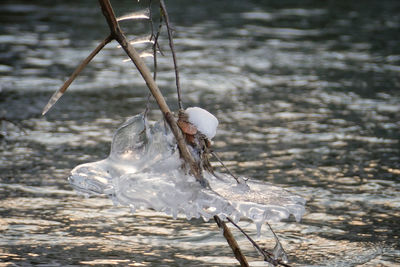 Close-up of bird on beach