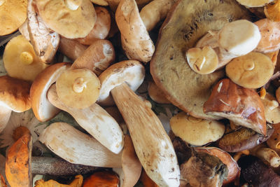 Full frame shot of mushrooms