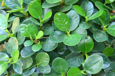 Full frame shot of water drops on leaves