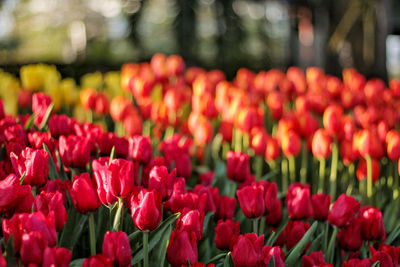 Close-up of red tulips