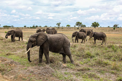 Wild african elephants in mikumi national park in tanzania in africa