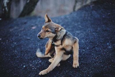 Dog looking away on road in city