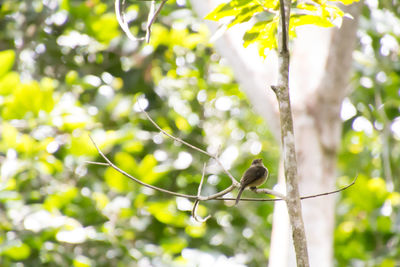 Close-up of leaves on branch