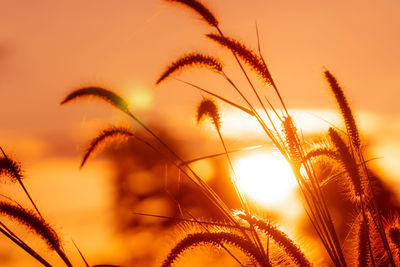 Meadow grass flower in the morning with golden sunrise sky. selective focus on grass flower.