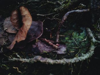 High angle view of dry leaves on land in forest