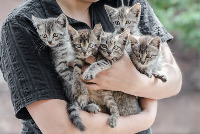 Midsection of person holding kitten