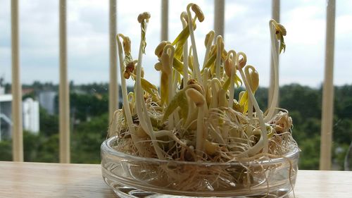 Close-up of potted plant on table against window