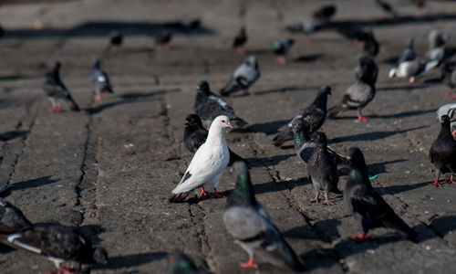 High angle view of pigeons perching on footpath