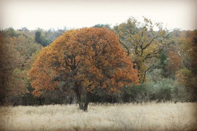 Trees on field during autumn