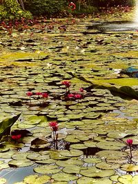 View of water lily and leaves in lake