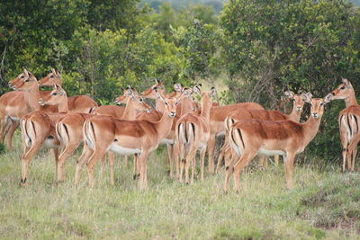Deers standing in grassy field