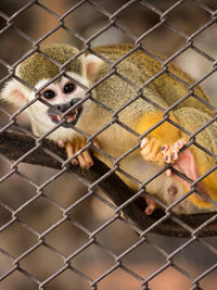 Portrait of monkey in cage seen through chainlink fence in zoo