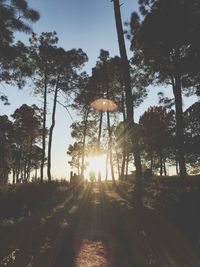 Silhouette trees in forest against sky during sunset