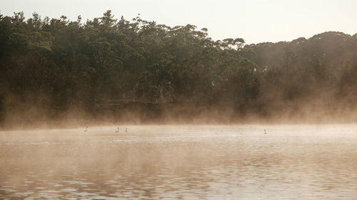 Scenic view of lake in forest