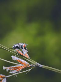 Close-up of insect on plant