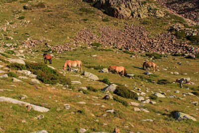 Group of wild brown horses grazing in the high mountains. animals concept