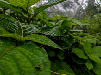 Close-up of wet leaves