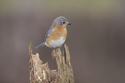 Close-up of male eastern bluebird perching on dry twig