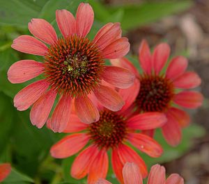 Close-up of red flower in park