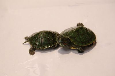 High angle view of a turtle