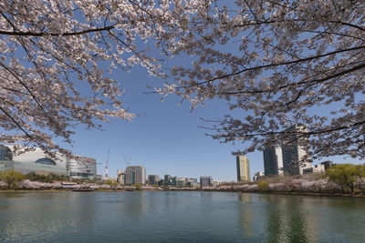 View of cherry tree by buildings against sky