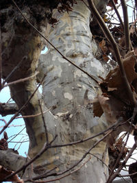 Low angle view of dry tree branch