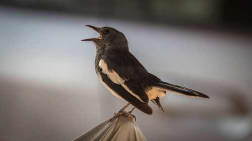 Close-up of bird perching