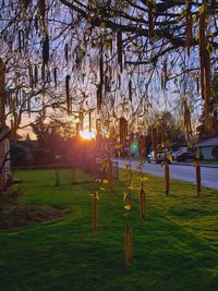 Trees on field in park during sunset