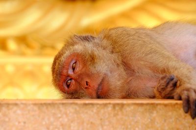 Close-up of monkey sleeping on wall