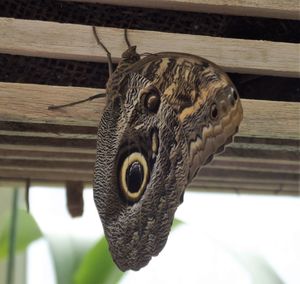 Close-up of butterfly on wood