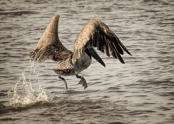 Close-up of bird flying over lake