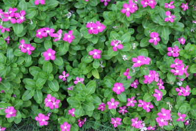 High angle view of pink flowering plants