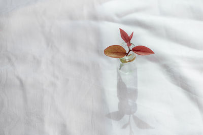 High angle view of red flower on bed