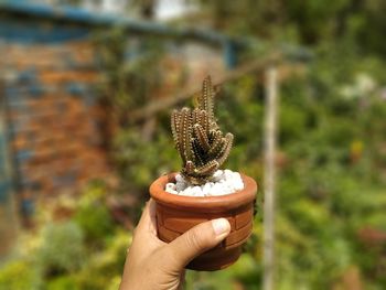 Close-up of hand holding plant