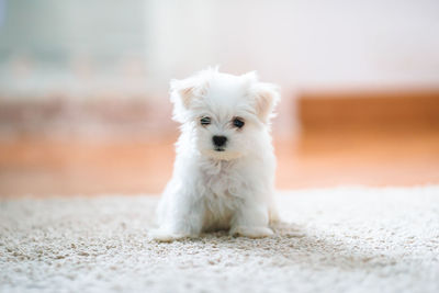 Portrait of white puppy