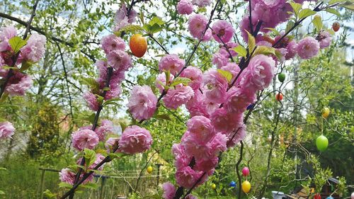 Close-up of pink flowers blooming on tree