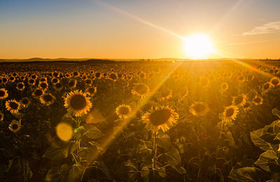 Scenic view of sunflower field against sky during sunset