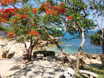 Plants growing on a tree