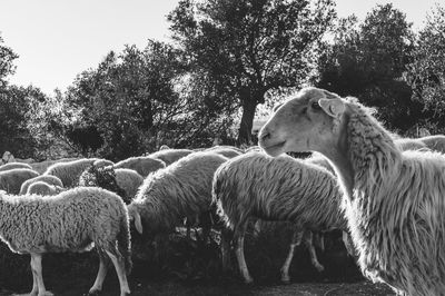 Sheep grazing on field