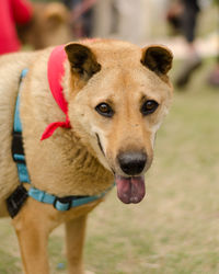 Close-up portrait of dog