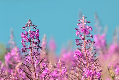 Close-up of purple flowering plants on field against clear blue sky
